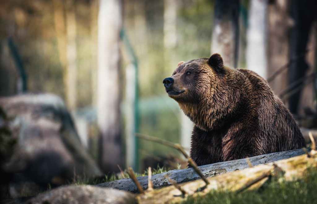 Wildlife Watching in West Yellowstone: A Guide to Seeing Bears, Bison, and More” – Discuss the best ways to view the wildlife in the area, including guided tours and tips for staying&nbsp;safe.