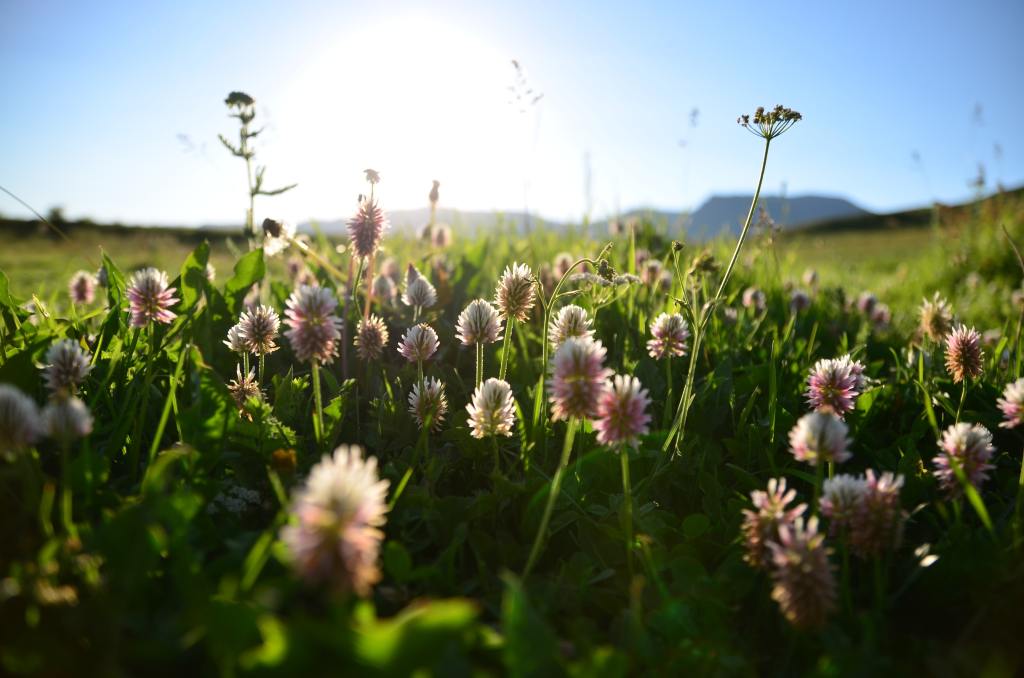 A Guide to the Wildflowers of Yellowstone National Park: How to Take Beautiful&nbsp;Photos