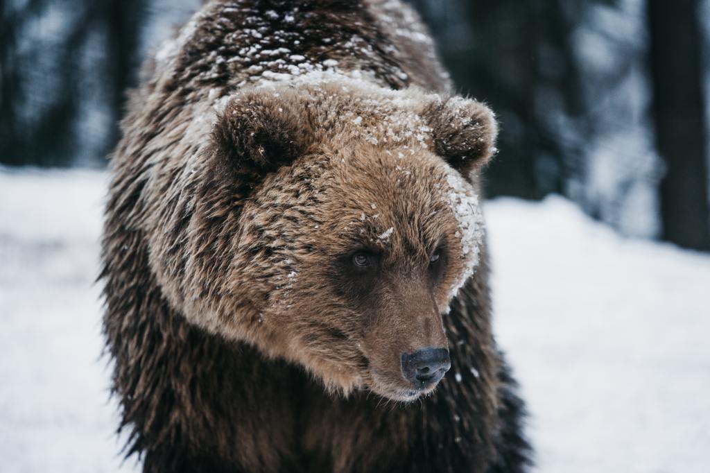 Bears of Yellowstone: A Closer Look at the Species and Safety&nbsp;Tips