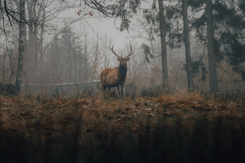 Blog: Wildlife Wonders: Witnessing Yellowstone’s Animal Migrations in&nbsp;Autumn