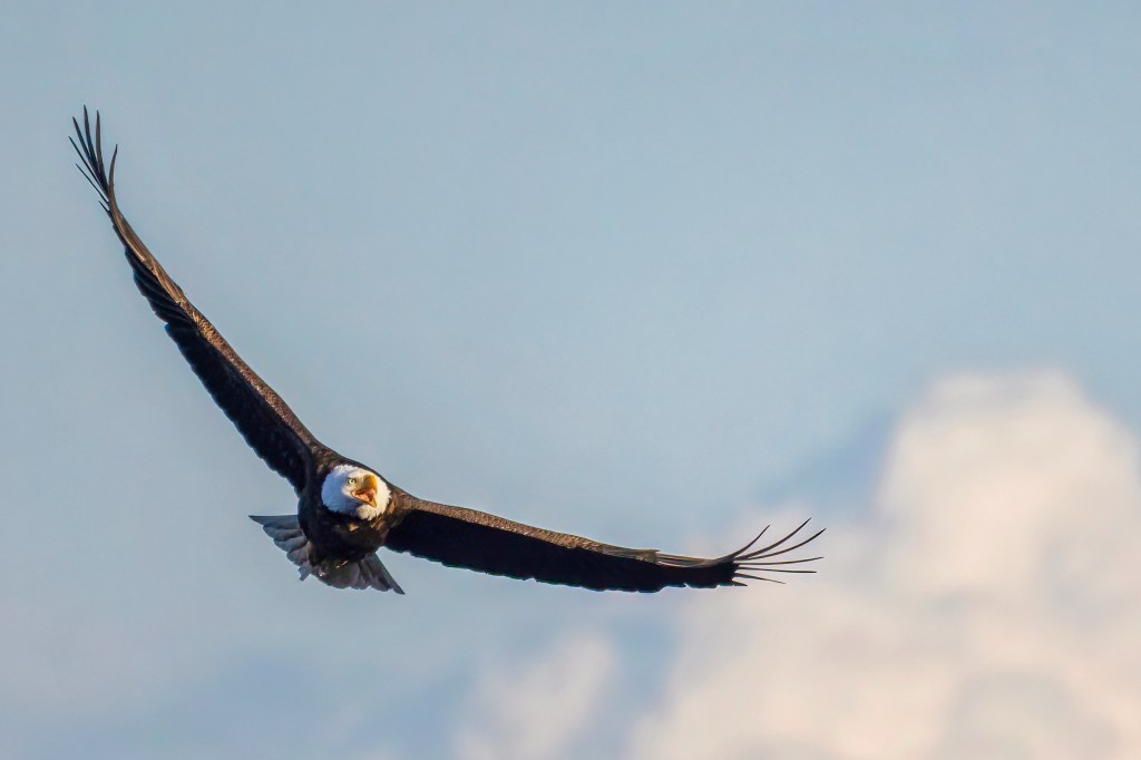 The Art of Winter Birdwatching: A Peaceful&nbsp;Pursuit
