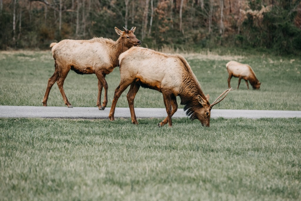 Top Wildlife Viewing Spots in Yellowstone This&nbsp;Fall