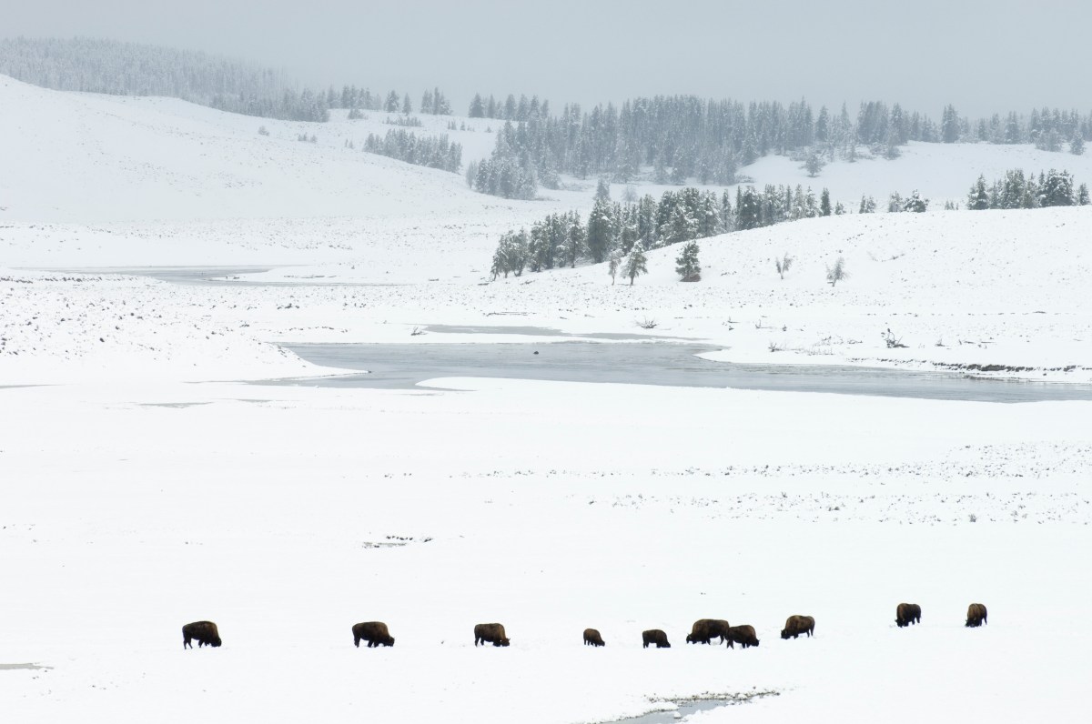 10 Reasons Winter in Yellowstone Should Be on Your New Year’s Bucket ...